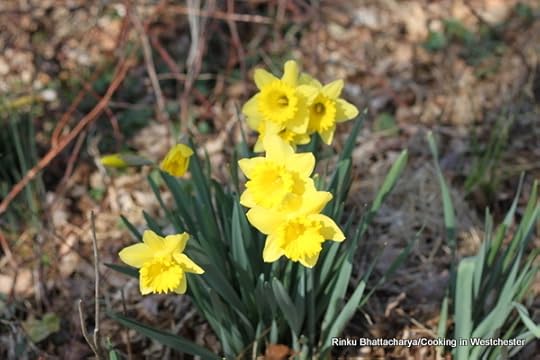 Spring Time in the Garden