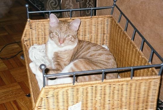 Boomerang in his basket