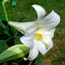 EasterLily
