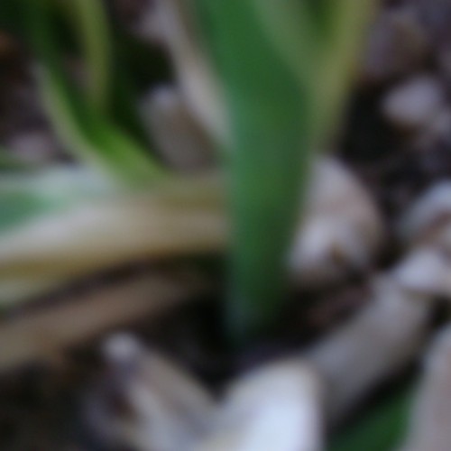 I guess the idea is to imagine listening while daydreaming about strolling into the blur.