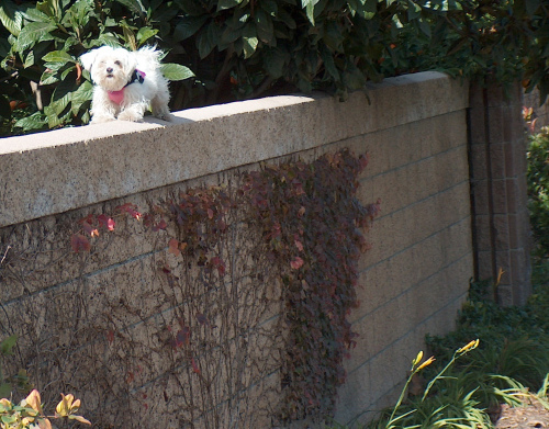 dog on wall HPIM0501_2