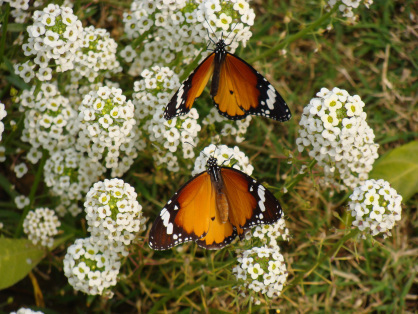 Two butterflies on flowering white blooms