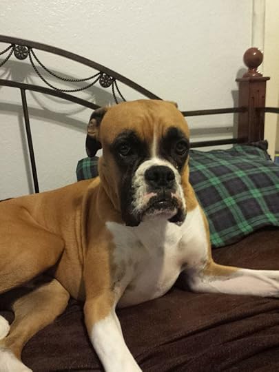 Moxie the Boxer