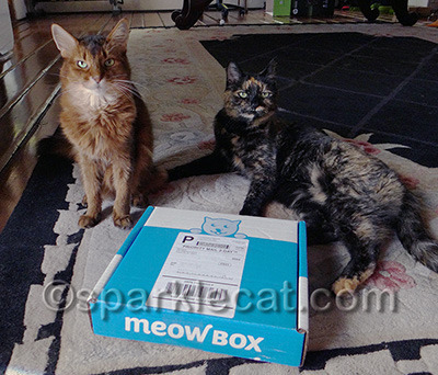 No, she is NOT my wingcat