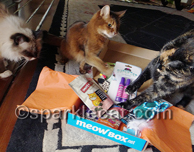 No messing with MY Meowbox!