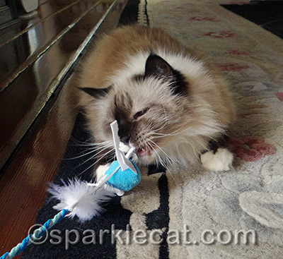 I don't know if this toy is ever going to make it to the doorknob
