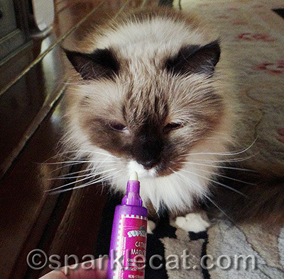 My human says she is going to use this for photo sessions