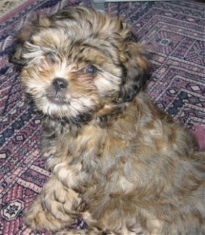 shih poo puppyRufus8weeks