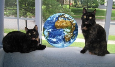 going_green_with_cat