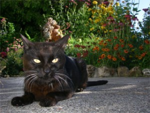 Bob_the_cat