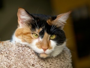 calico_cat
