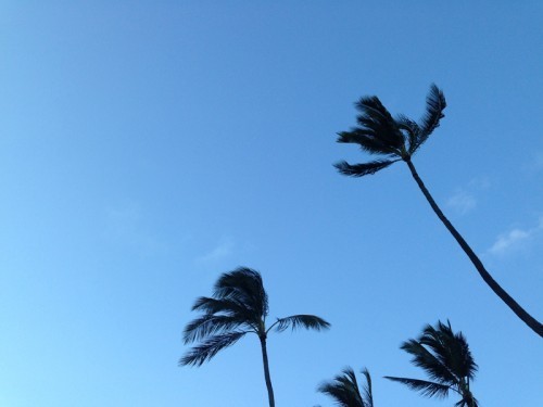 AE_Kauai_Tree2