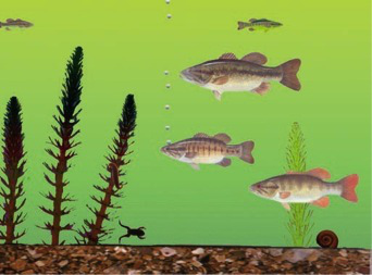 fish2