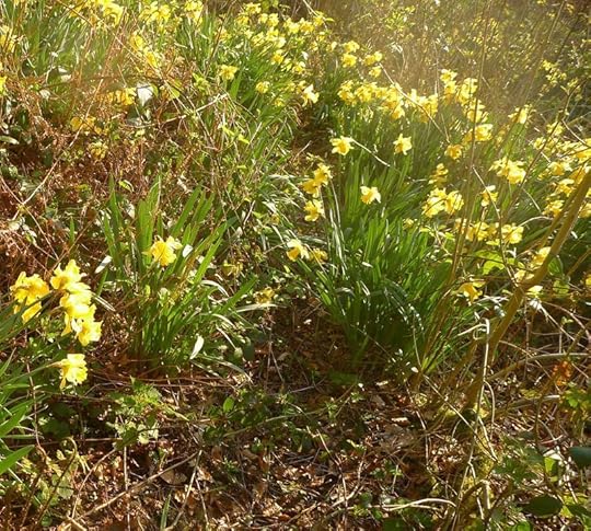 Wild daffodils