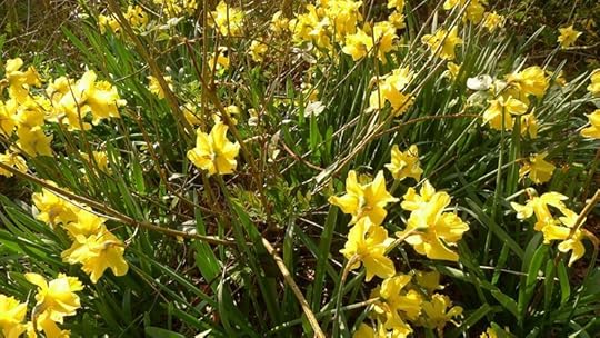 Wild daffodils