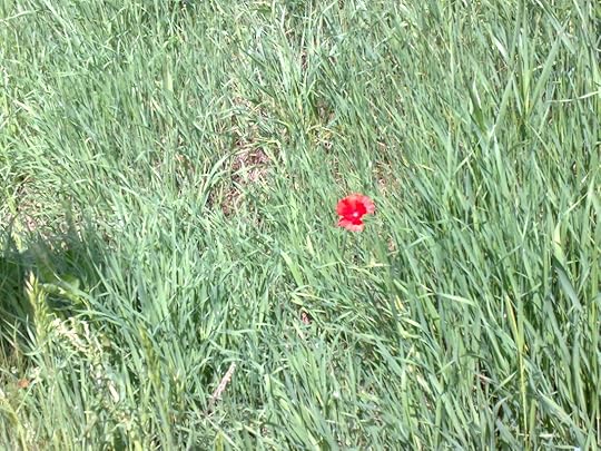 Lonely poppy