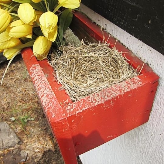 robin-3-web