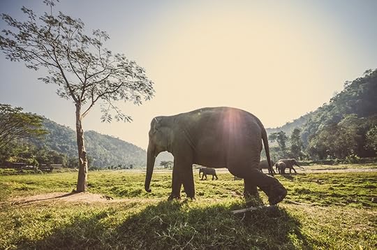 Elephants in Chiang Mai