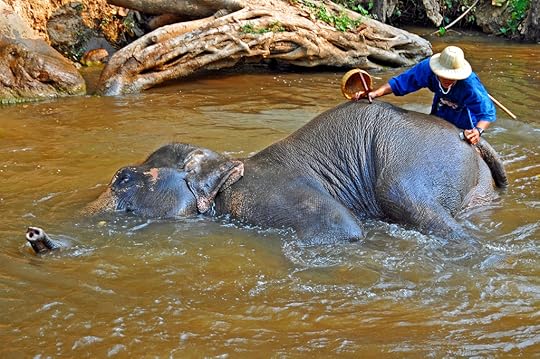 Asian elephant