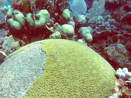 Bleached brain coral