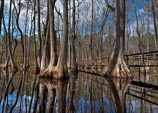 Cypress swamp