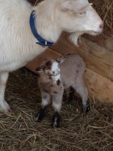 Cocoa the baby goat