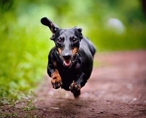 runningdog