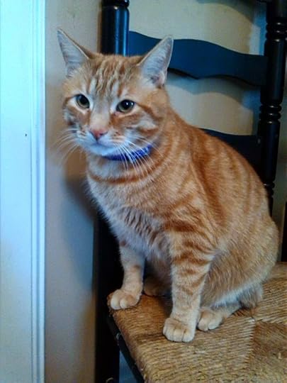 Fat cat in a Sergeant's Calming Collar.
