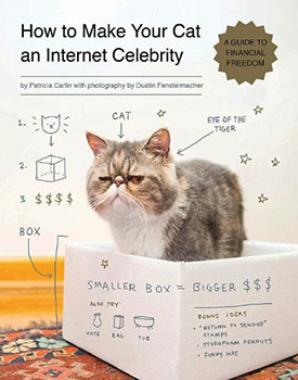 How to Make Your Cat an Internet Celebrity - a Guide to Financial Freedom