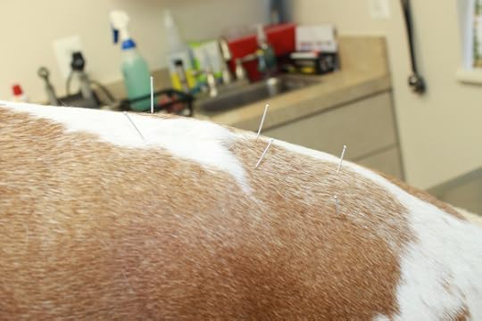 Acupuncture!