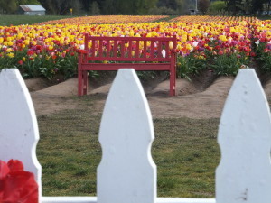 Silverton Tulips 208
