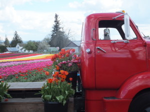 Silverton Tulips 105