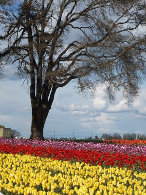 Silverton Tulips 145
