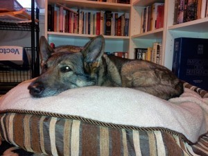 Sable German Shepherd Dog on big round pillow