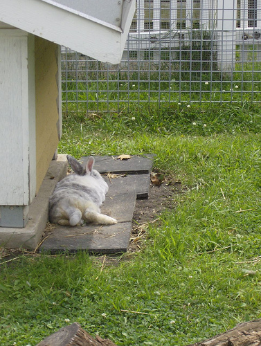bunny