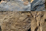 soft tissue pre-cambrian fossils