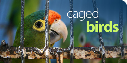 Caged Birds