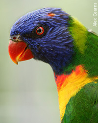 Lorikeet