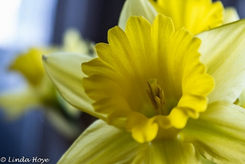 Daffodil-1 - Copy (640x427) (500x334)