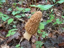 Hunting morels in Iowa.