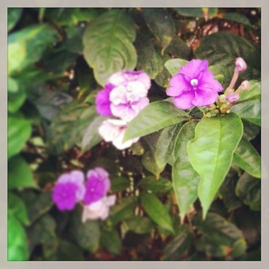 Winter blooms. #lifeinthetropics