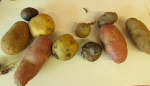 Potatoes!