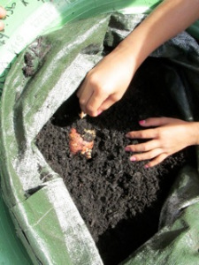Planting potatoes in the dirt!
