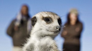 makgadikgadi-jacks-camp-meerkat_940_529_80_s_c1
