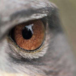 The Steppe Eagle is a bird of prey