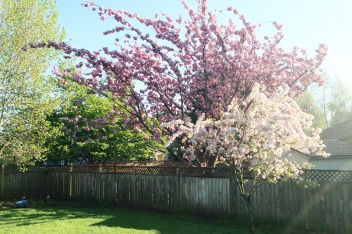 AE_trees
