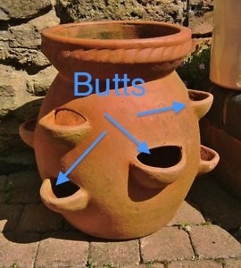 Butts photo strawberryPot_zpsce0e7c74.jpg