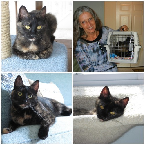 cat_adoption