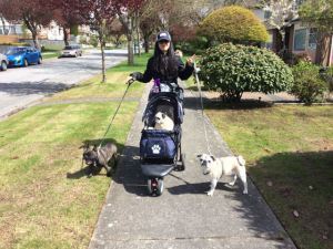 An afternoon walk/roll with the dogs.