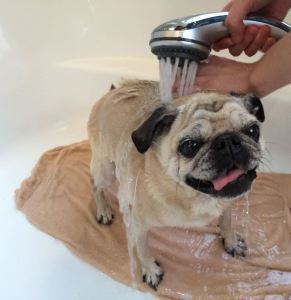 Doggy bath time.